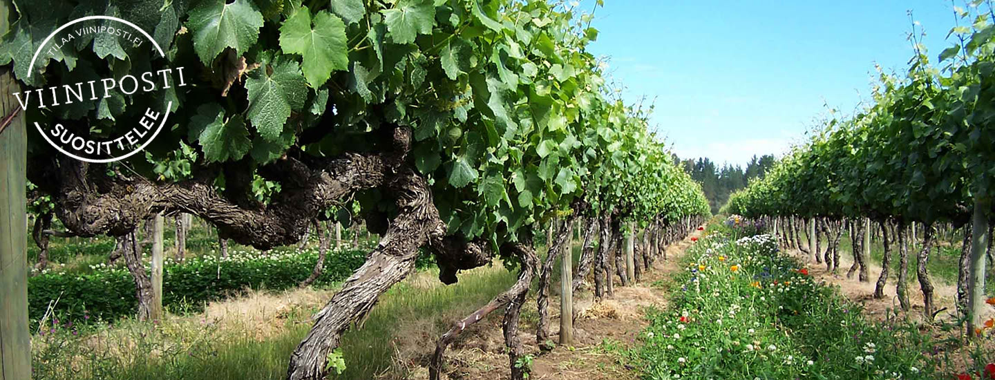 Viinien ekologisuus – luomu, biodynaamisuus, alkuviinit ja muut sertifikaatit
