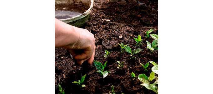 Nestle kuvituskuva 2 680x300