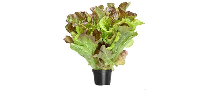 Ruukku tammenlehtisalaattia valkoisella taustalla.