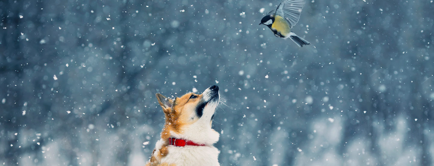 MUSH+ raakaruoka – helppoa ja kotimaista