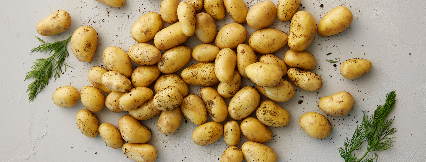 Useita perunoita yhdessä kasassa harmaalla taustalla. Perunoissa on hieman multaa. Perunoiden vieressä on tuoreita tillin oksia. K-Ruoka peruna.