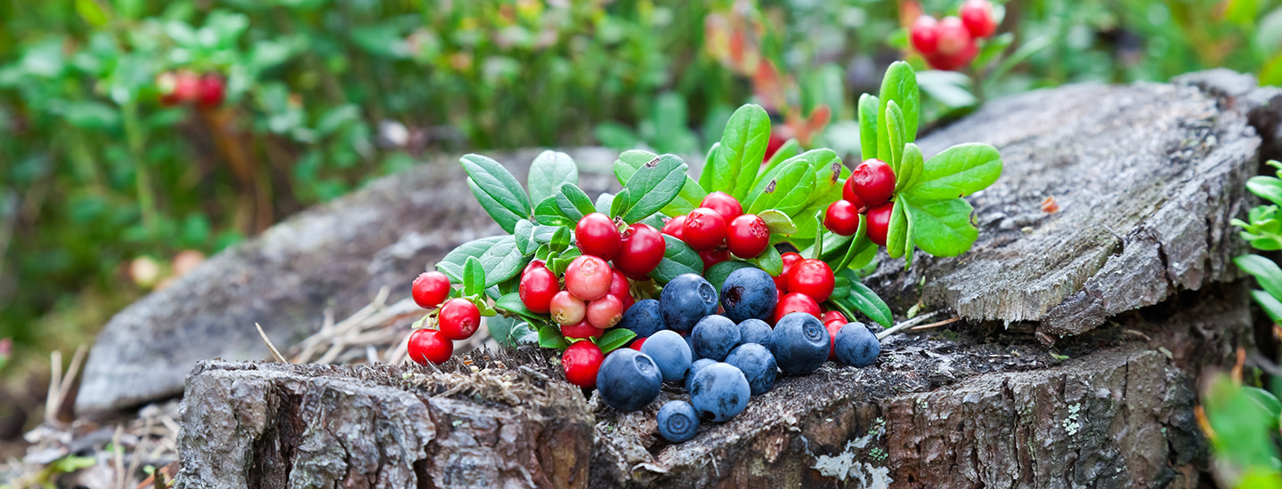 Tuoreita kerättyjä puolukoita ja mustikoita puunkannon päällä.