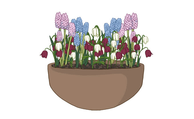 kukkasipulien ruukkuistutus1 680