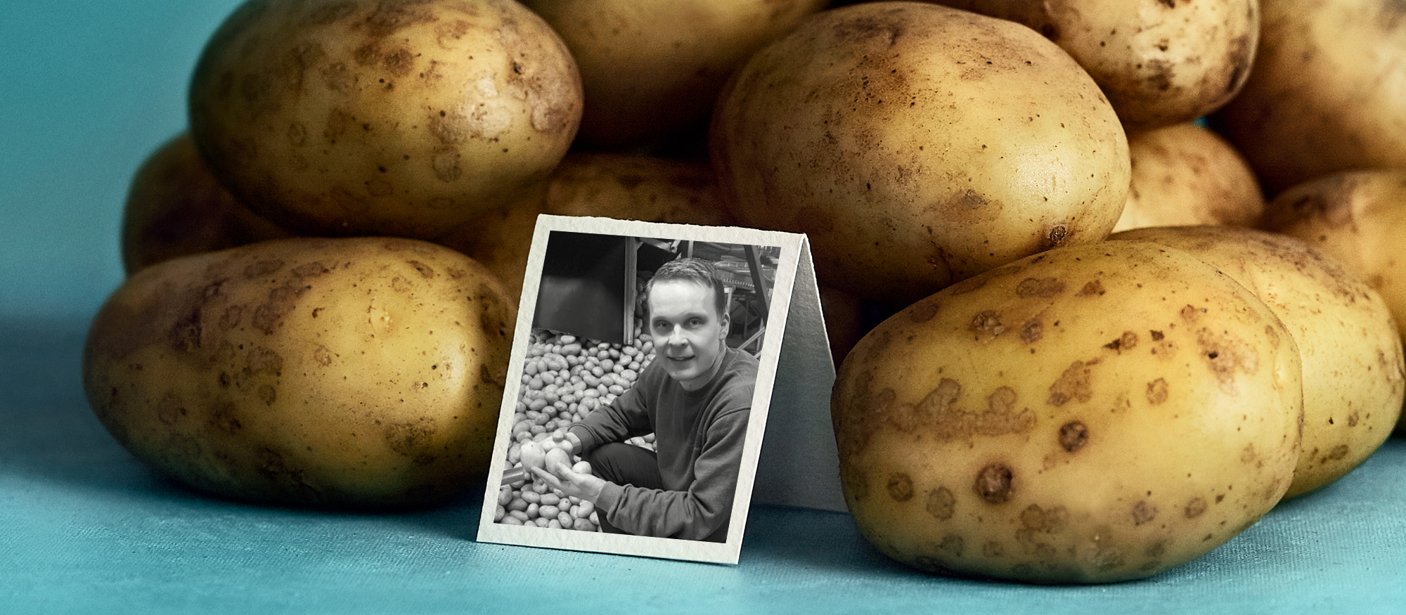 Mäkelän tilalla Himangan kylässä kasvavat Pirkka perunat