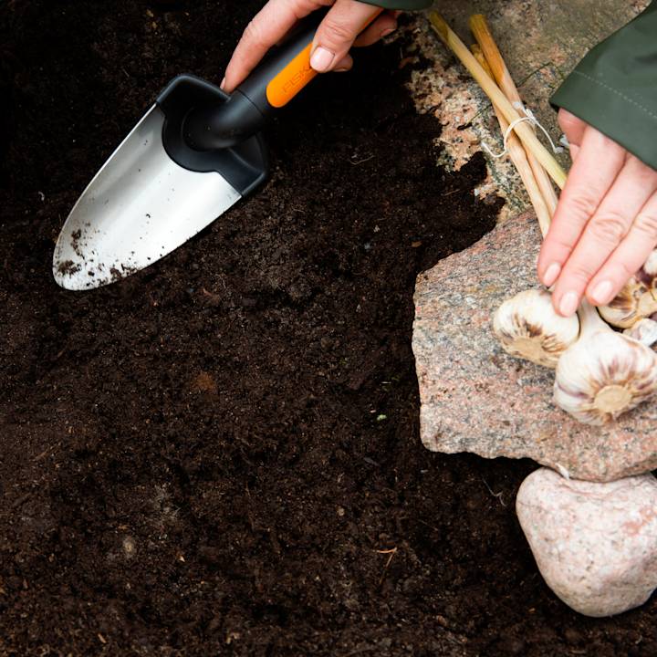 Talvivalkosipuli istutus lapio