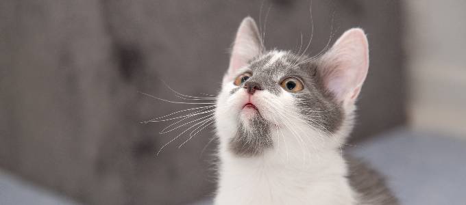 Dagsmark Kissanpentu 680x300