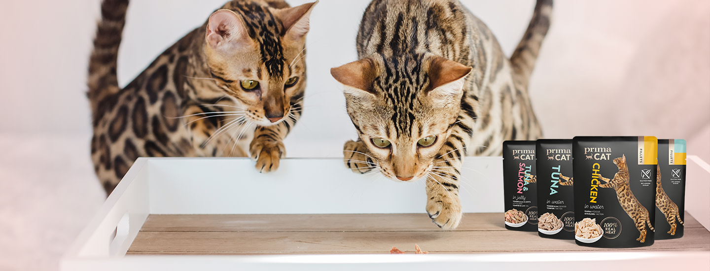 3 askeleella hyvinvoivempi kissa - näin totutat kissasi uuteen ruokaan