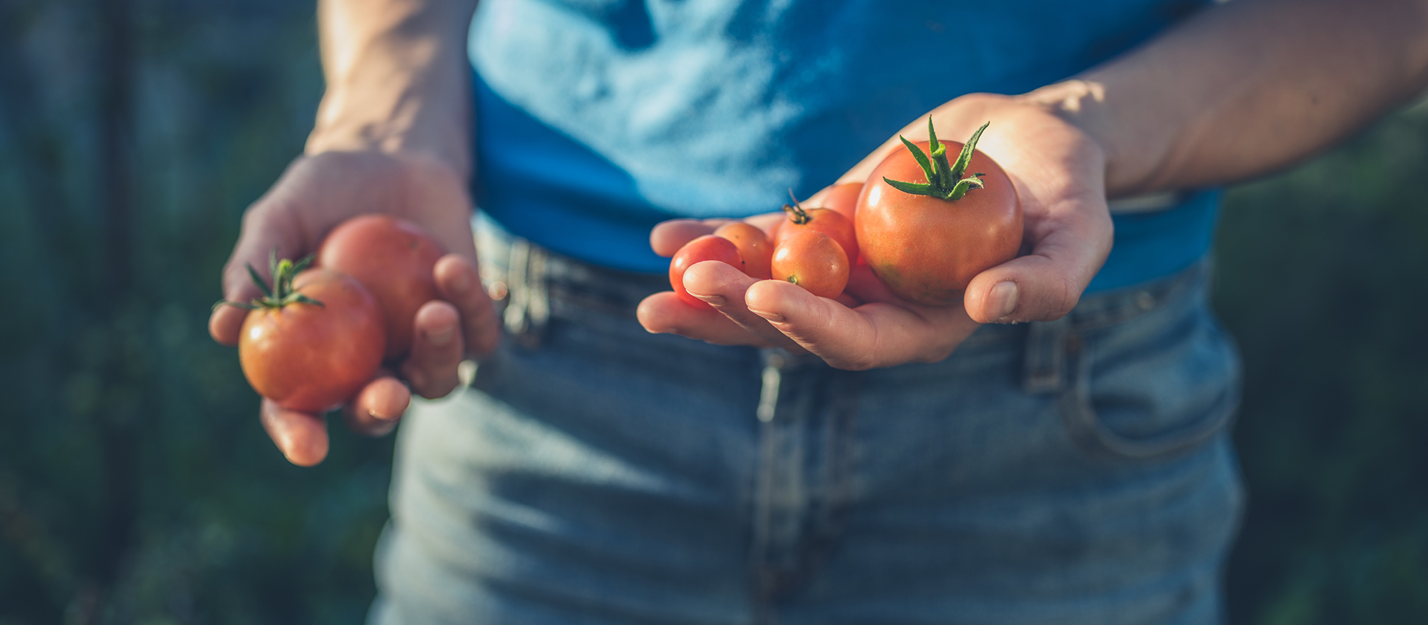 Varmista sato: istuta valmiita taimia