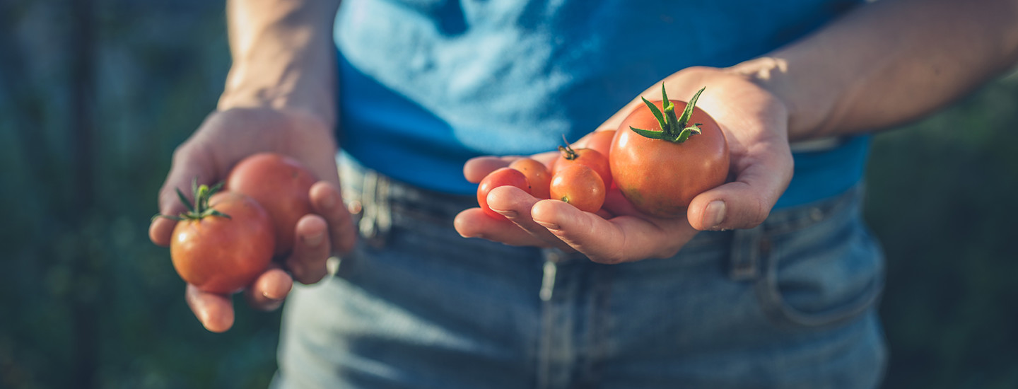 Varmista sato: istuta valmiita taimia