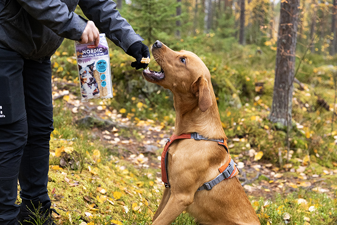 Ihminen tarjoaa koiralle herkkua metsässä.