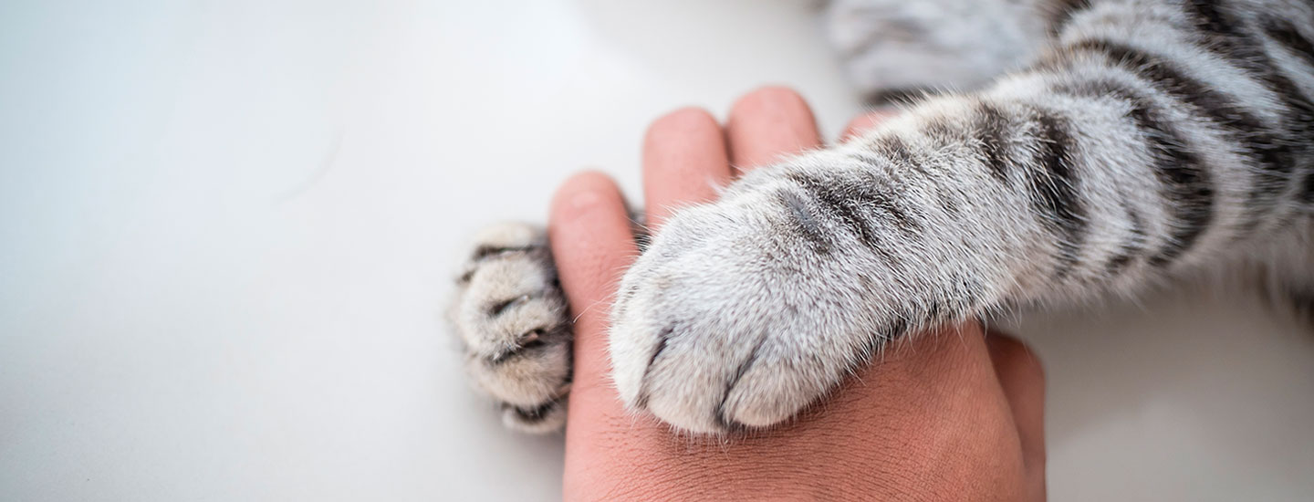 Miten löydän oikean ruoan kissalle?