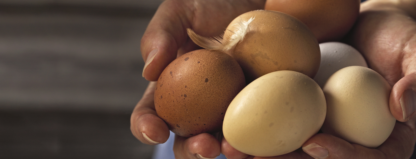 Luomun lyhyt oppimäärä