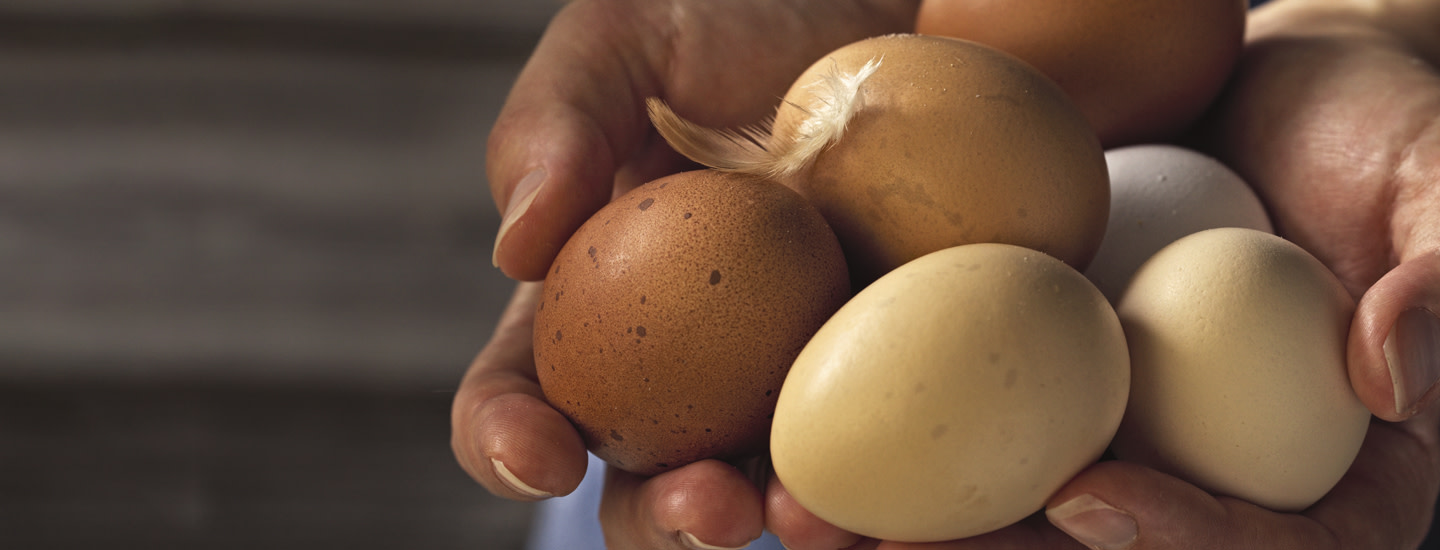 Luomun lyhyt oppimäärä