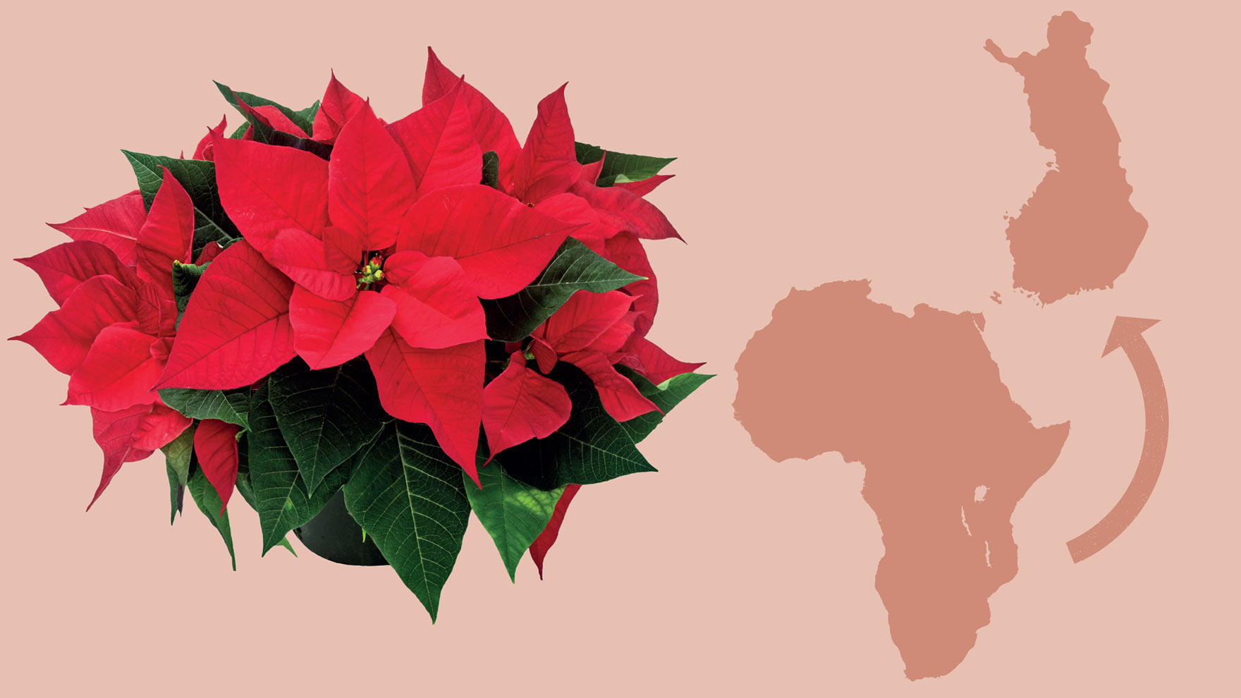 Joulutähti Reilulla kaupalla ja suomalaisella työllä