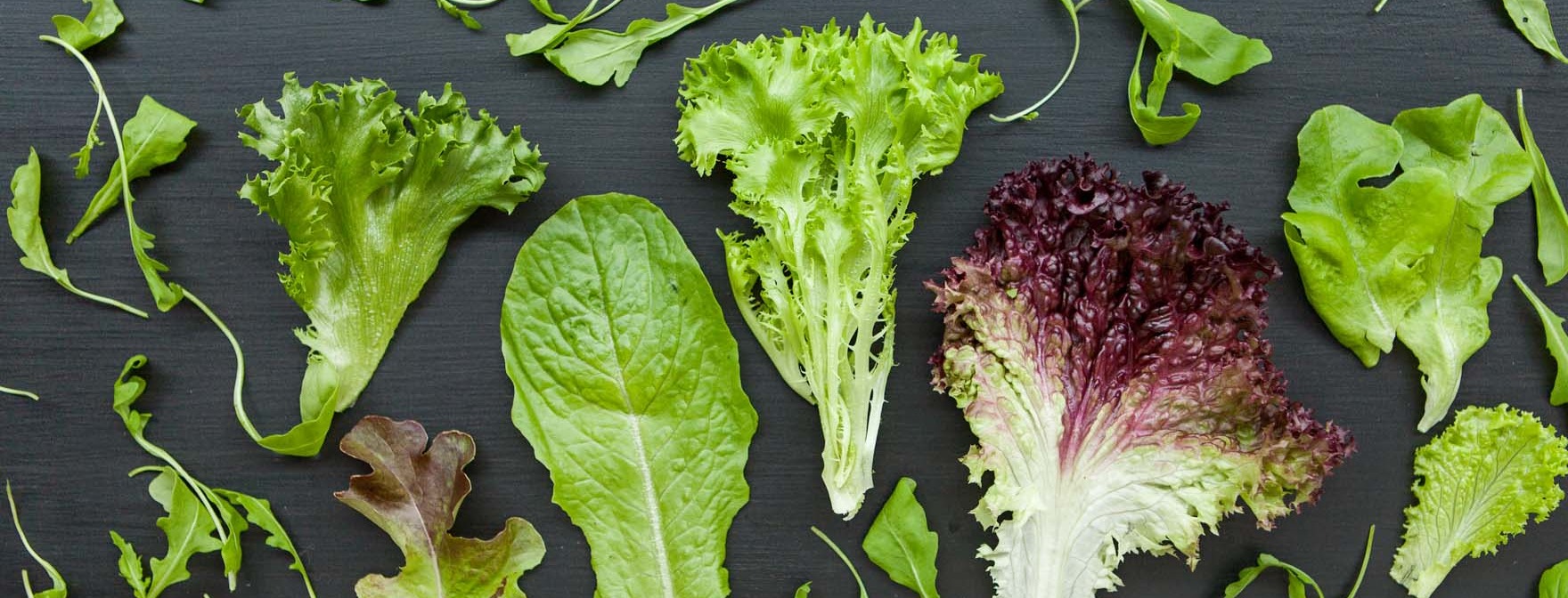 Erilaisten salaattilajikkeiden yksittäisiä lehtiä tumman taustan päällä.
