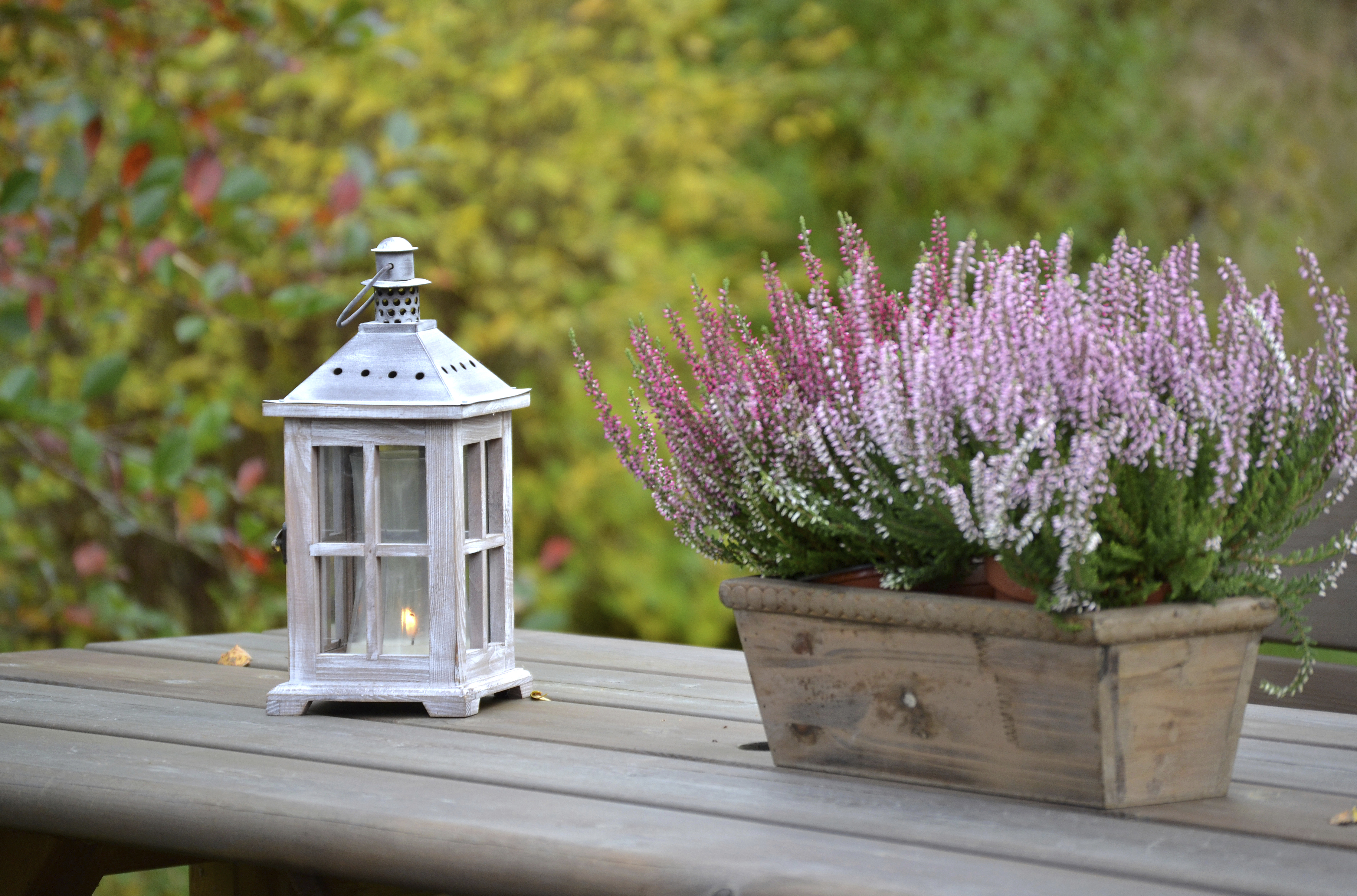 Pirkka syyskukkien hoito-ohjeet