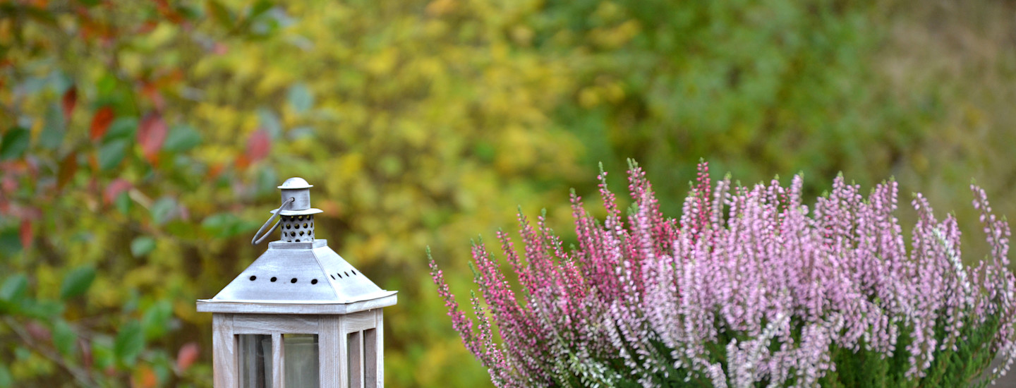 Pirkka syyskukkien hoito-ohjeet