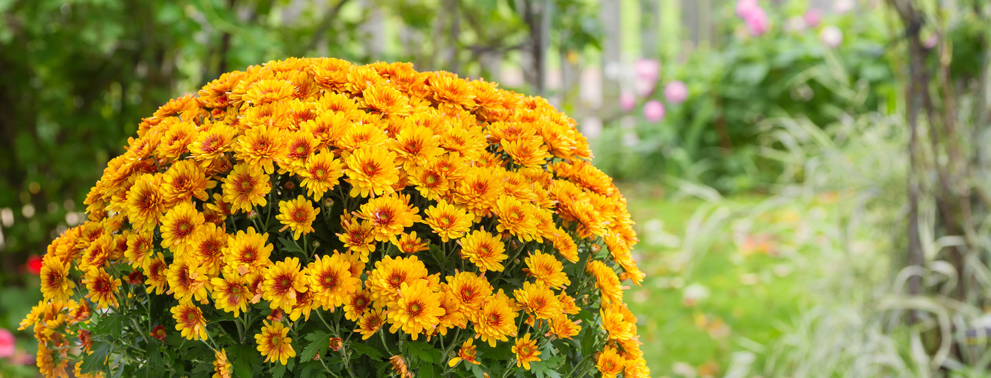 Pirkka ruukkukukkien ja viherkasvien hoito-ohjeet