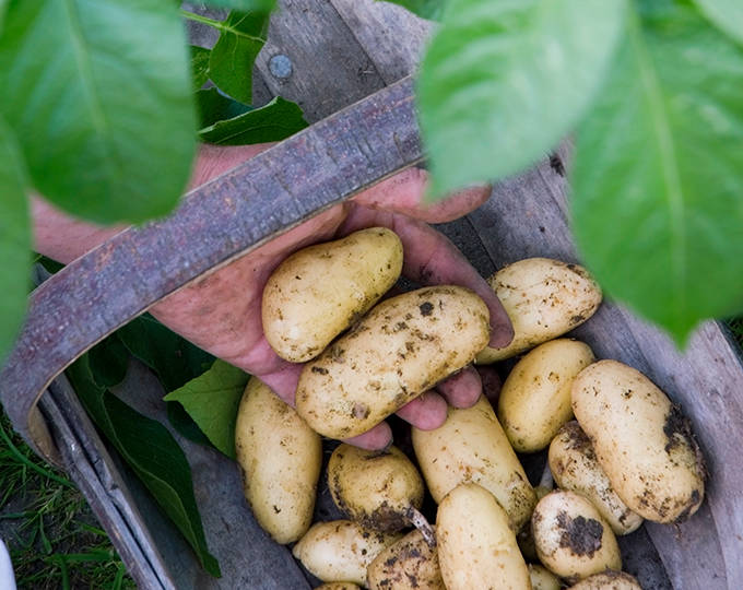 ampariperunat artikkeli