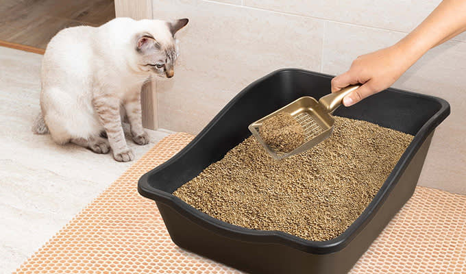 Cattia Vegetal Kesko kuvituskuva 680x400