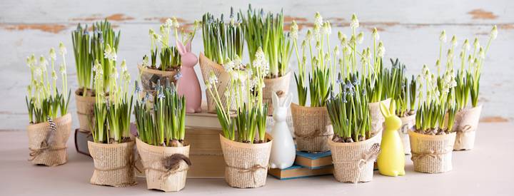 helmililja paakuva 1440x550