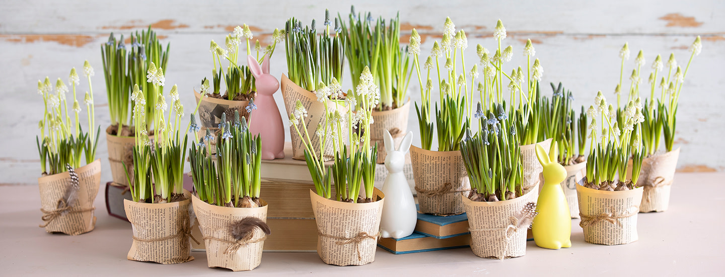 helmililja paakuva 1440x550