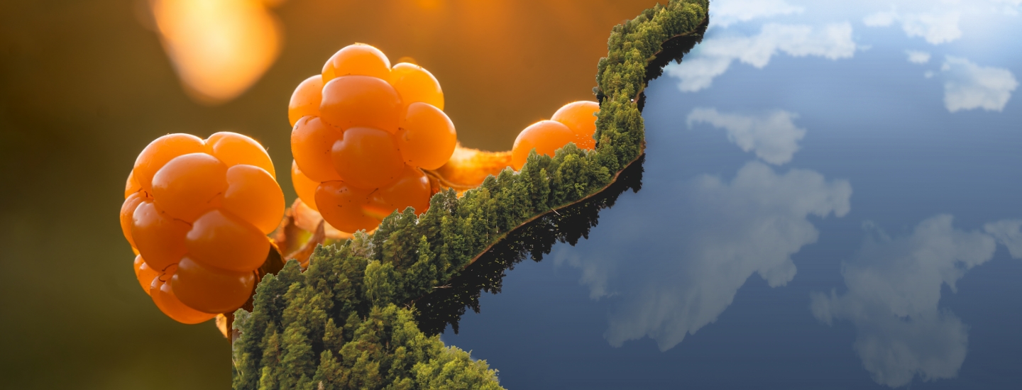 Lumene – kauneuden kiertotalouden edelläkävijä sivuvirtoja hyödyntäen