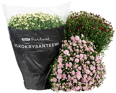 Pirkka Parhaat ulkokrysanteemi