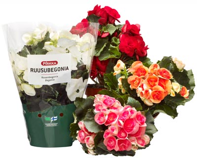 Ruusubegonia Ruusubegonia
