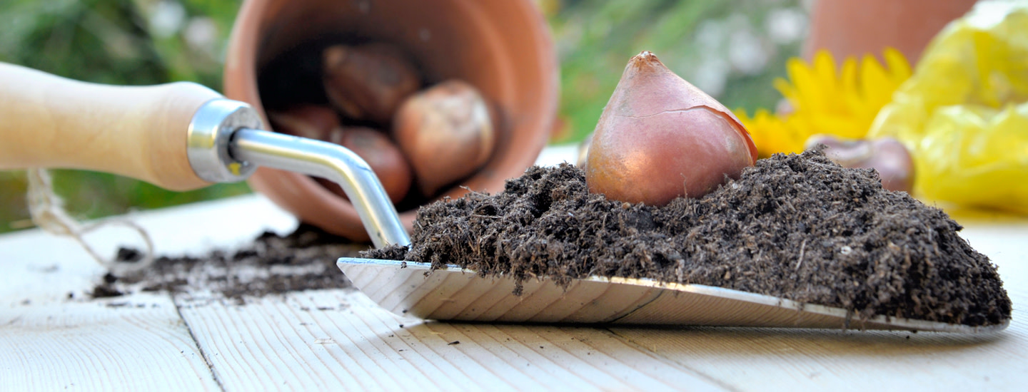 Varmista kevään sipulikukkaloisto – näin onnistut