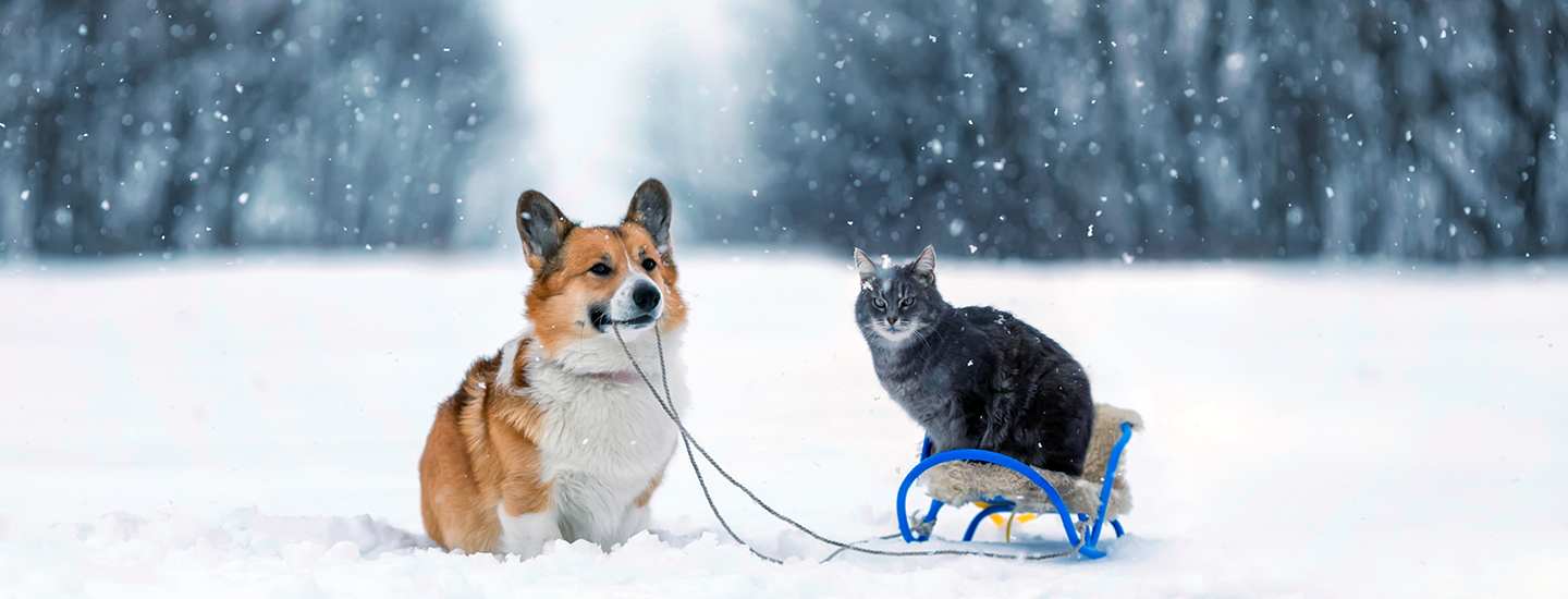 Best Friend ulkoilutuotteet koirille ja kissoille