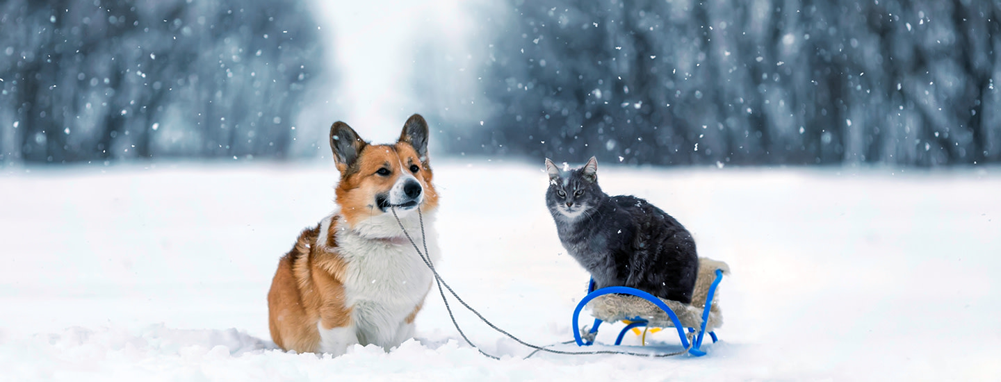 Best Friend ulkoilutuotteet koirille ja kissoille