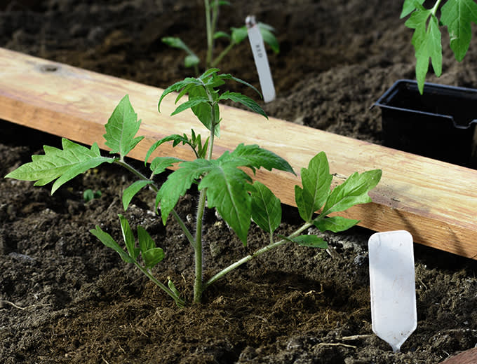 taimikasvatus artikkelikuva