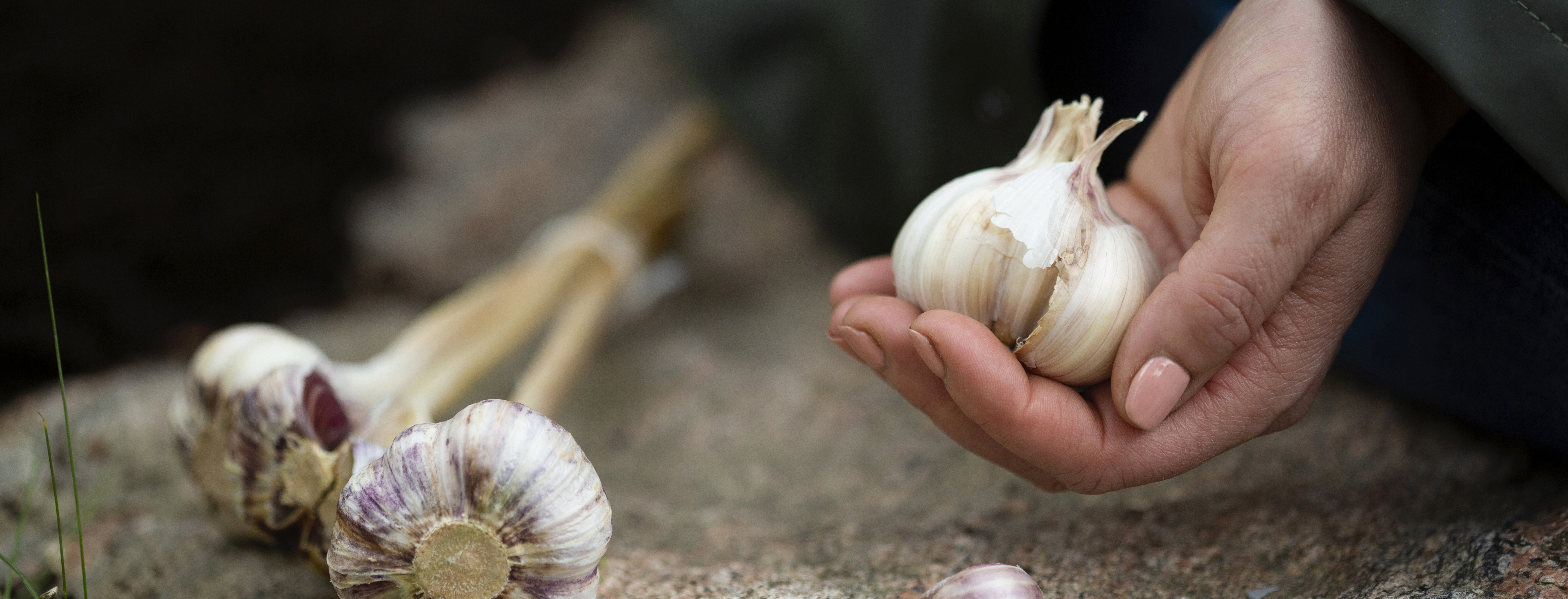 Syksyllä on aika istuttaa talvivalkosipuli