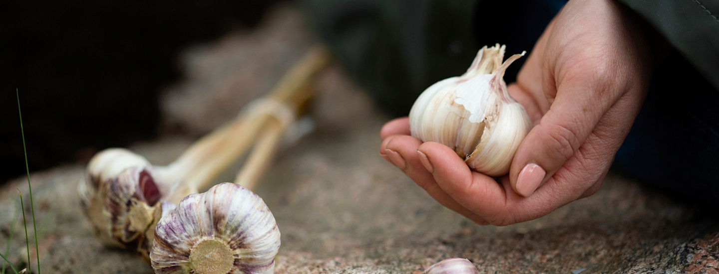 Syksyllä on aika istuttaa talvivalkosipuli