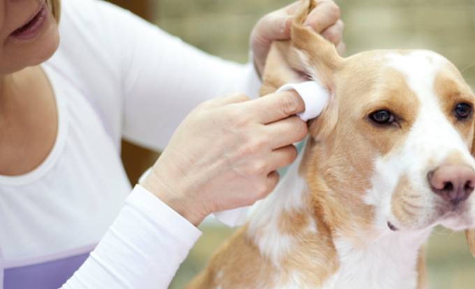 korvanpuhdistuslappu käyttö680