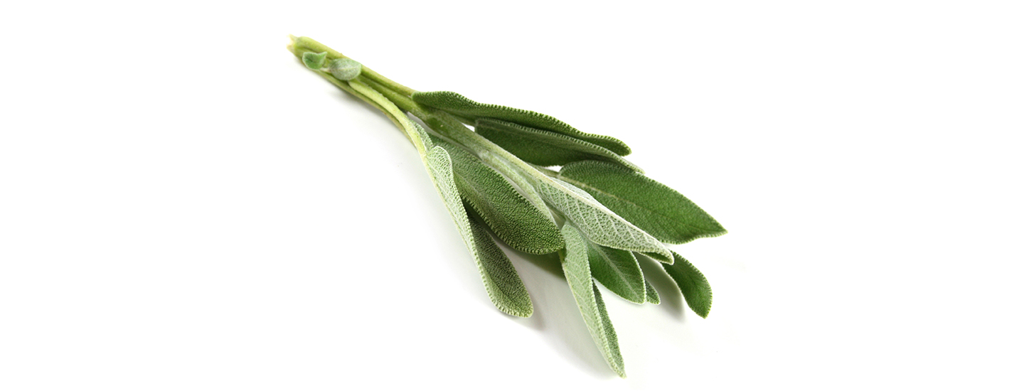 Salvian oksa valkoisella taustalla.