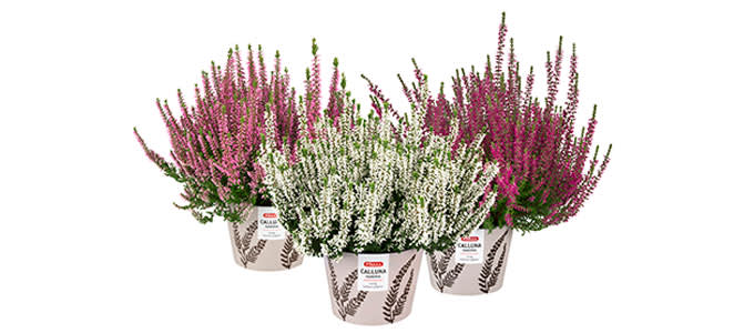 syyskukat calluna 680x300