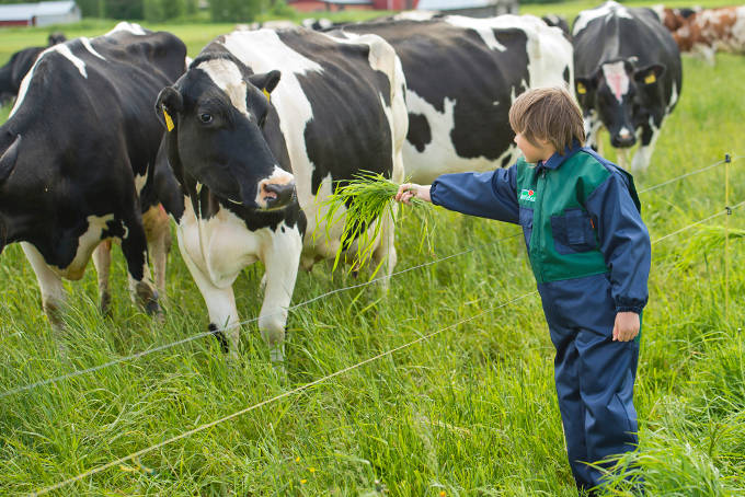 snellman-lehma-kuvituskuva-680