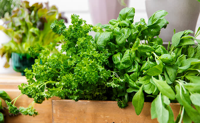 parvekelviljely yrtit 680