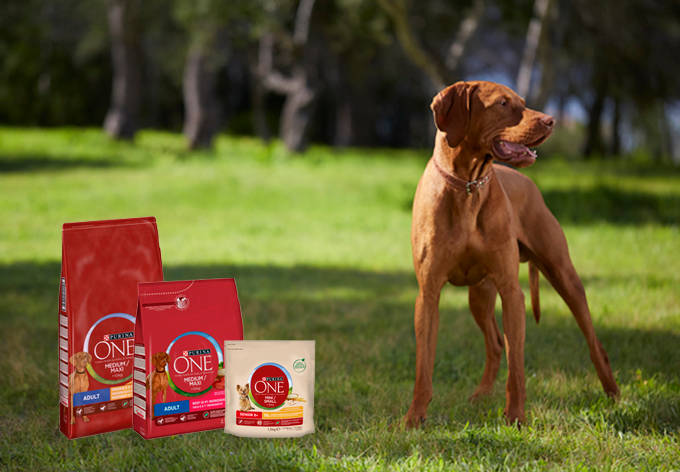 Nestle Purina ONE kuvituskuva advertoriaaliin