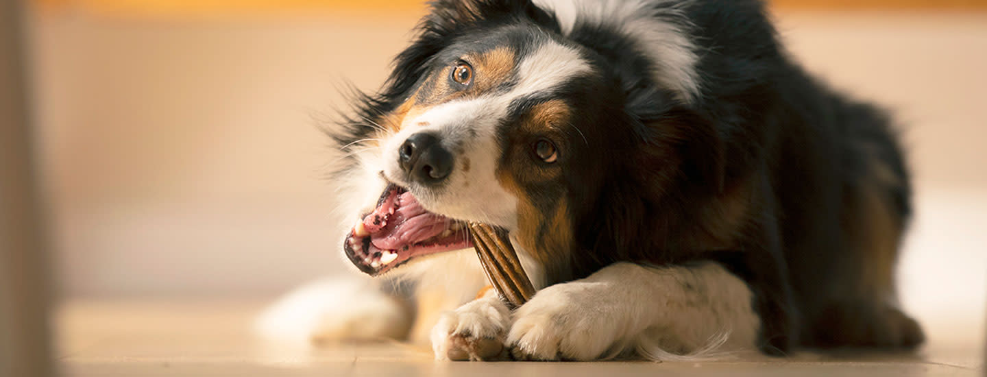 Kärsiikö koira hammasongelmista? Katso oireet ja vinkit!