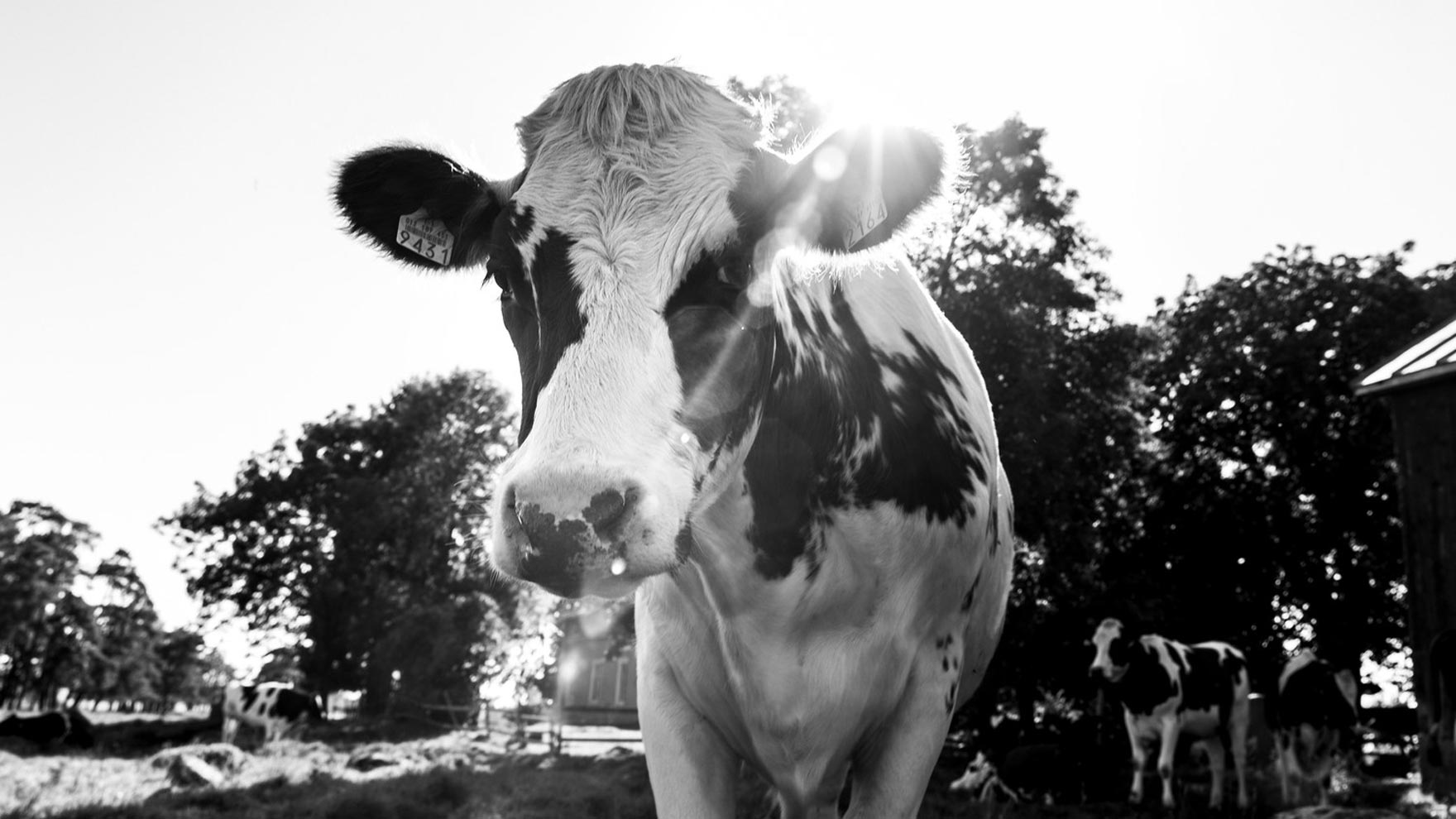 Miltä Ahvenanmaa maistuu?