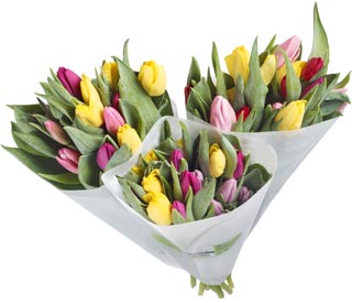Monivärinen tulppaanikimppu Tulppaanikimppu