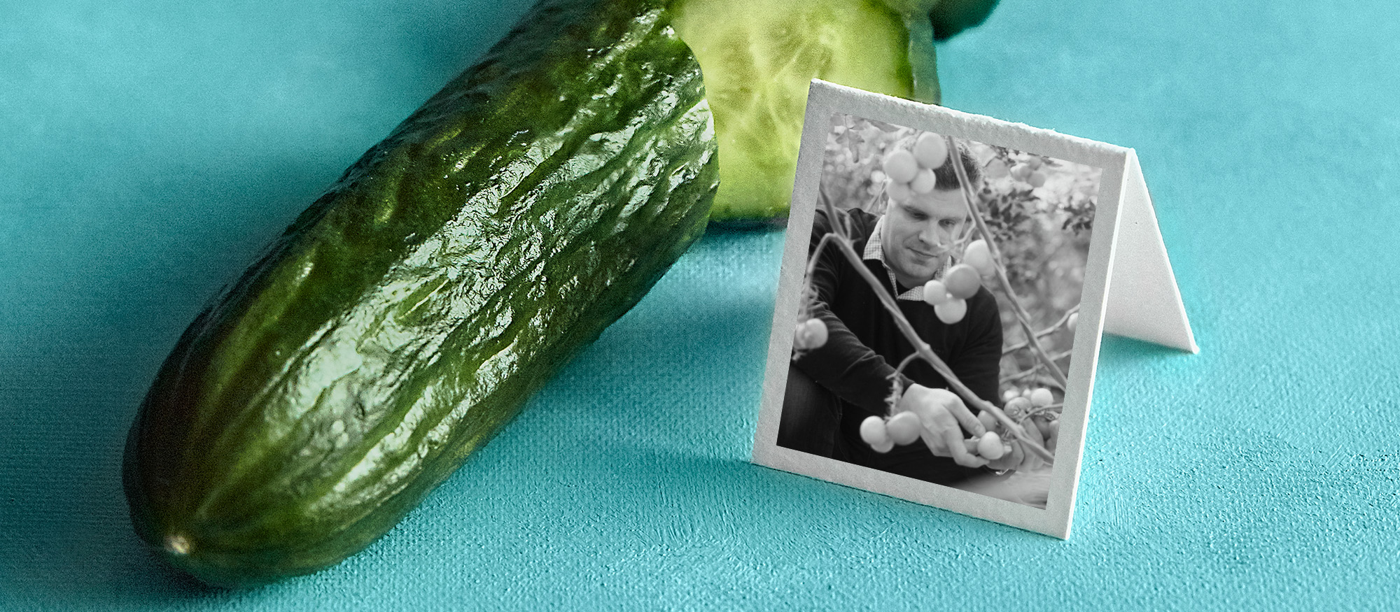 Pirkka Luomu pikkukurkut kasvavat Honkajoella Ari Kulmasen hoivissa