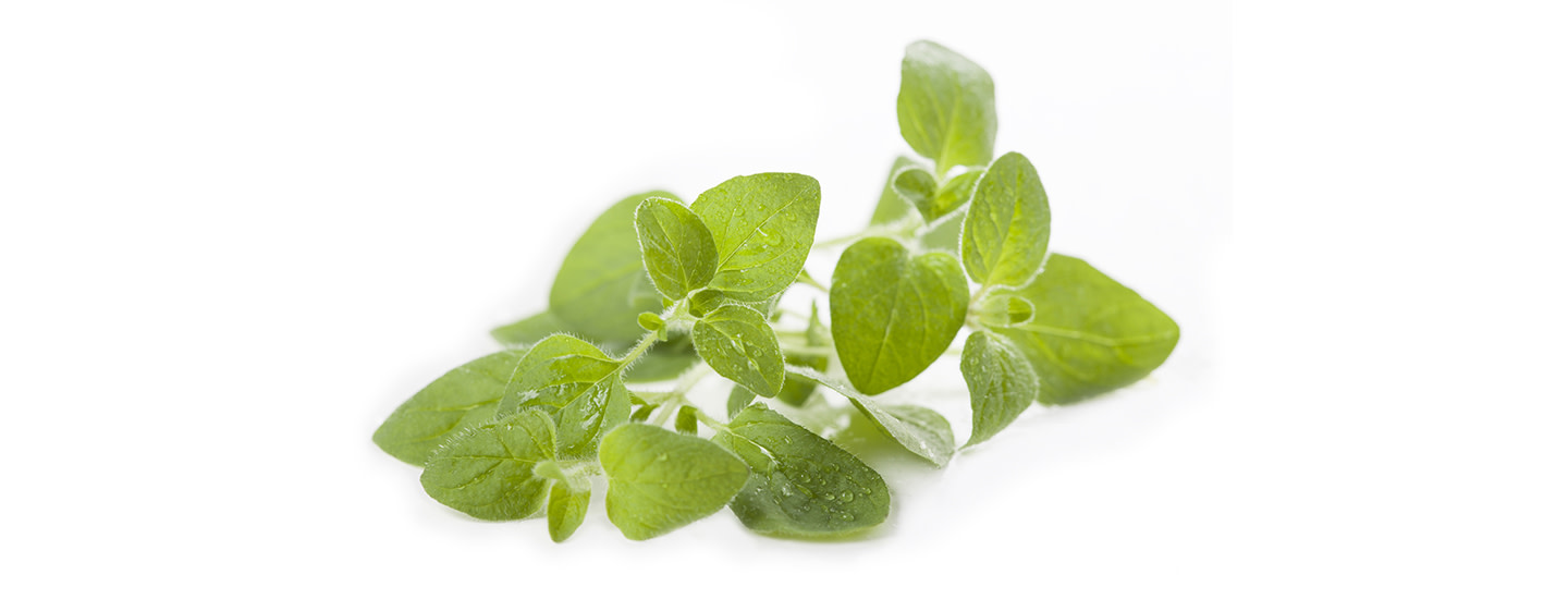 oregano---kuukauden-yrtti-header-image