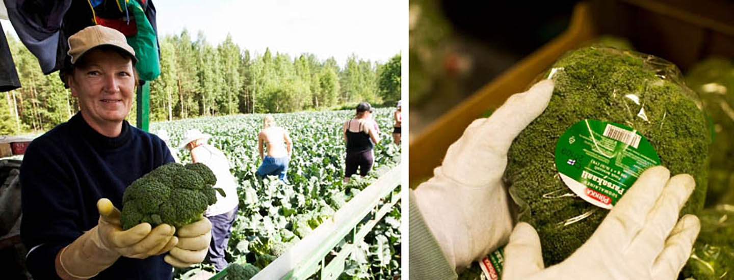 Tuoreet Pirkka-kasvikset tulevat Mikkelistä