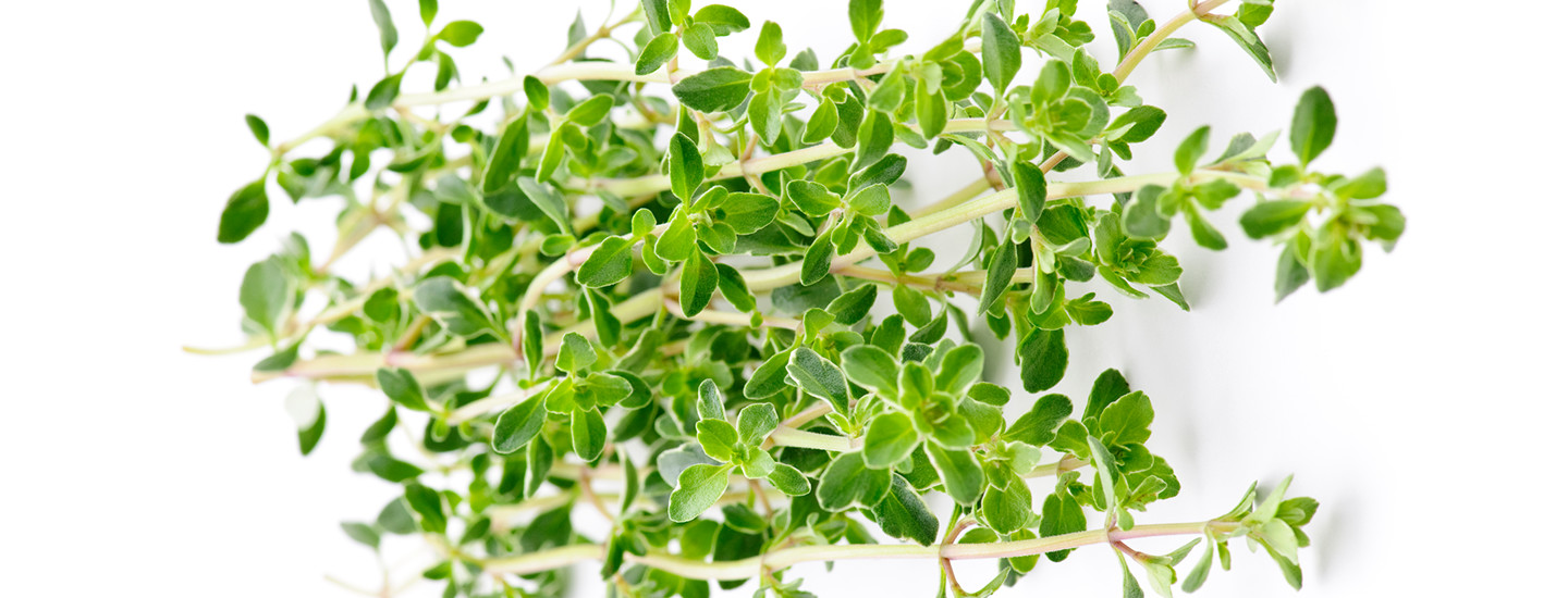 Timjami (1440 x 550)