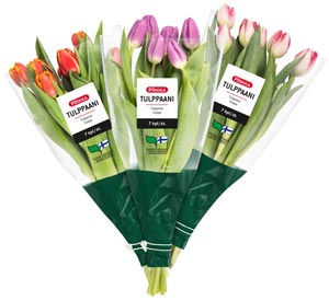 Tulppaanit Tulppaanit