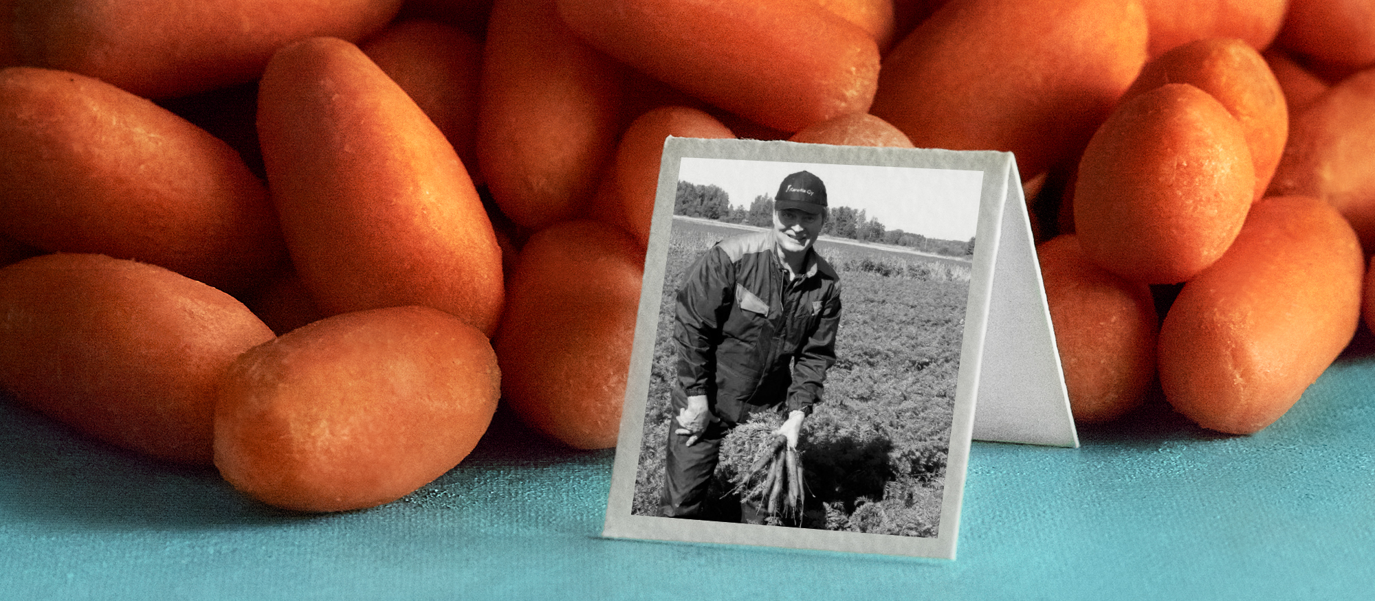 Pirkka naposteluporkkanat kasvavat Hyytiäisen tilalla Koijärvellä